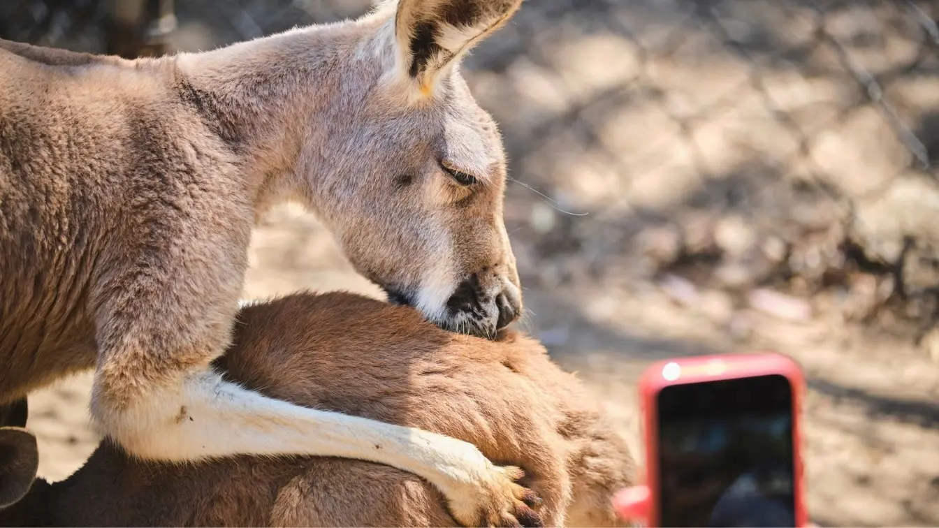 Femelle kangourou avec son petit dans une réserve animalière de la Gold Coast, en Australie.