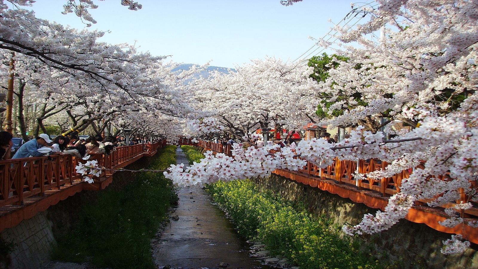 People participating in the Jinhae Gunhangje festival surrounded by cherry blossoms