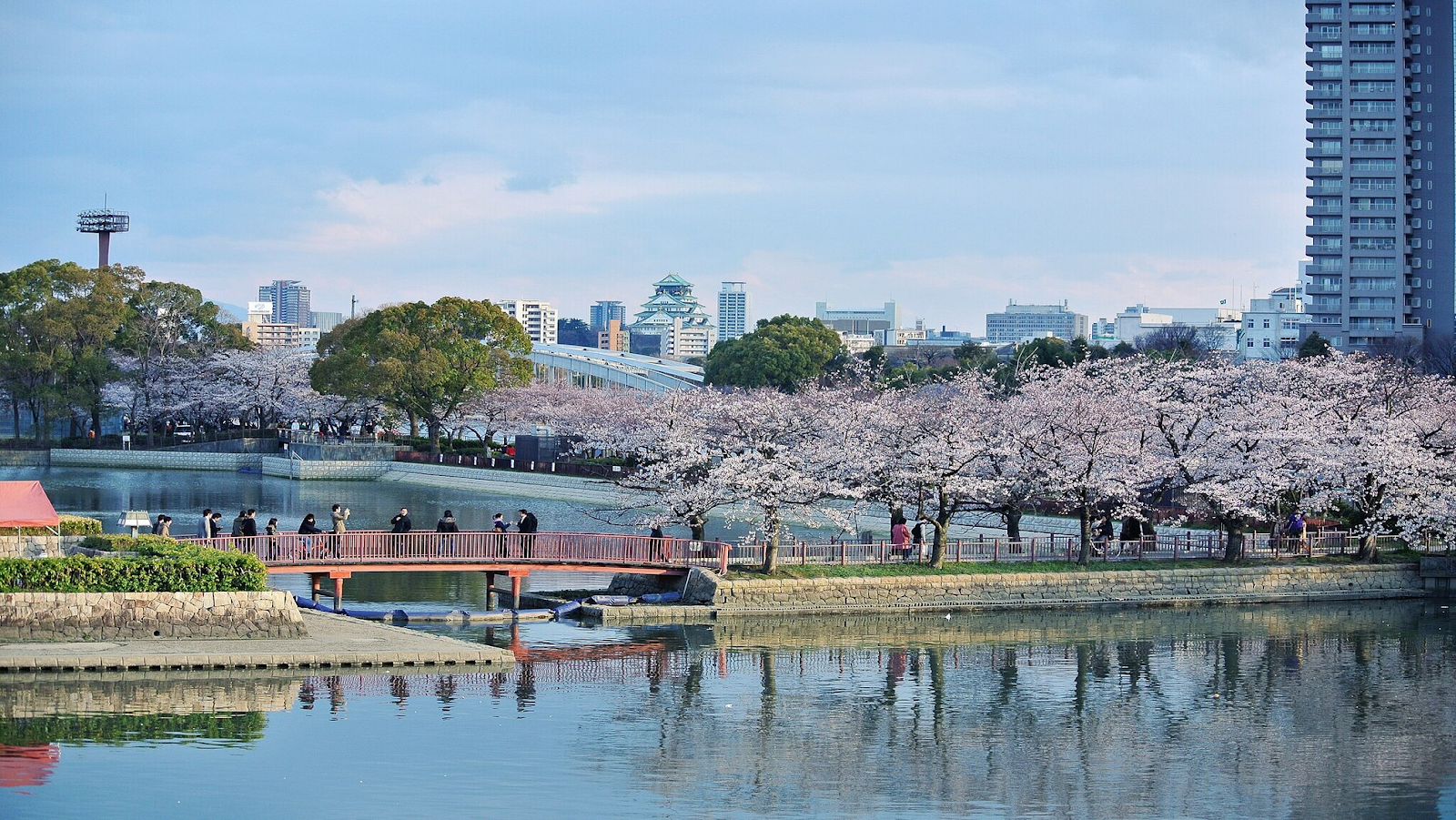 View of cherry blossom trees along the Okawa River