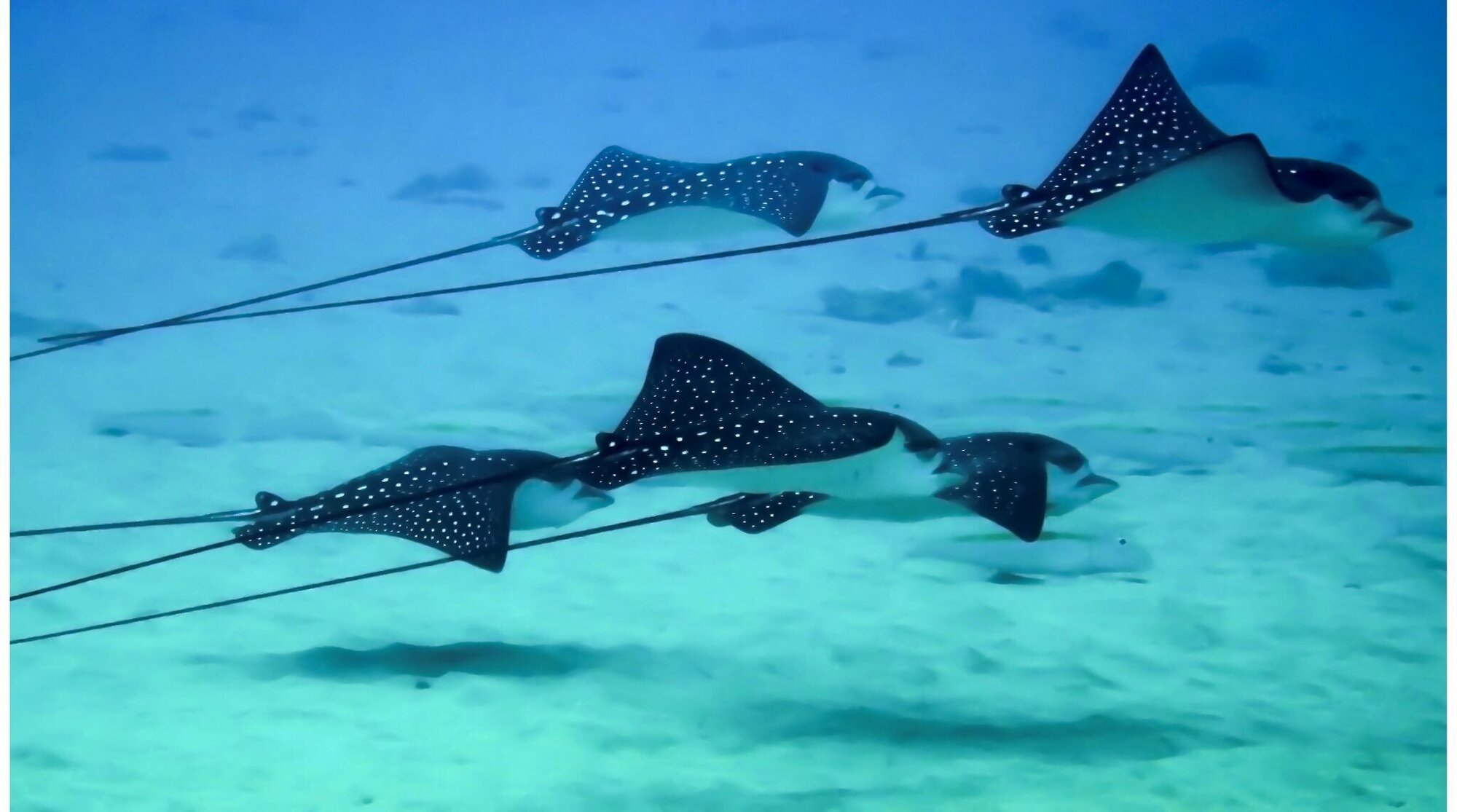 سمك الراي اللاسع في المالديف