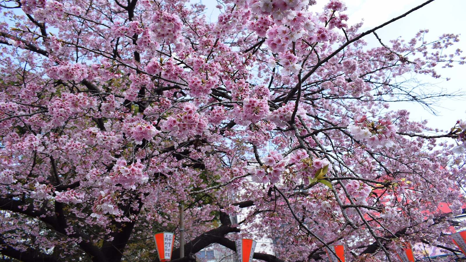 Cherry blossoms by the riverbank during Spring
