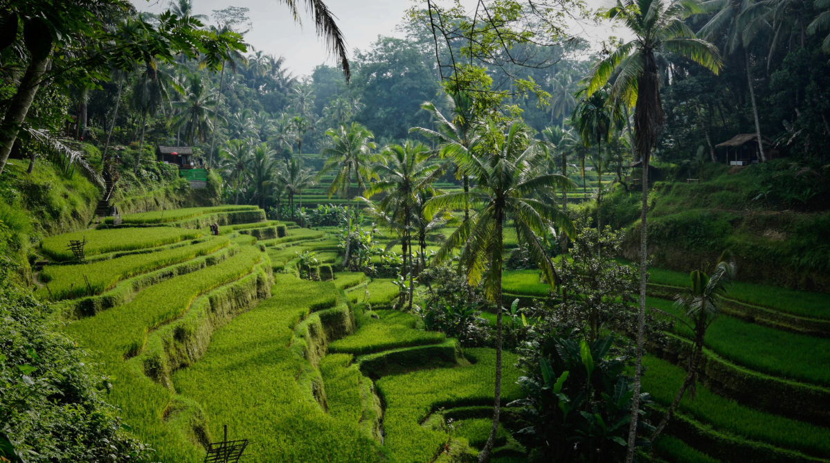 Tegallalang rice terraces, Bali