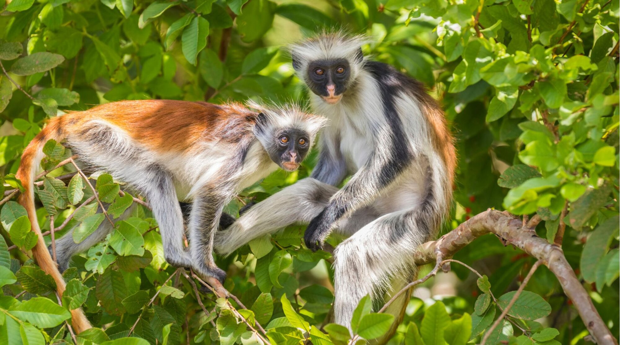 Colobe roux de Zanzibar dans la forêt de Jozani, espèce emblématique de l'archipel