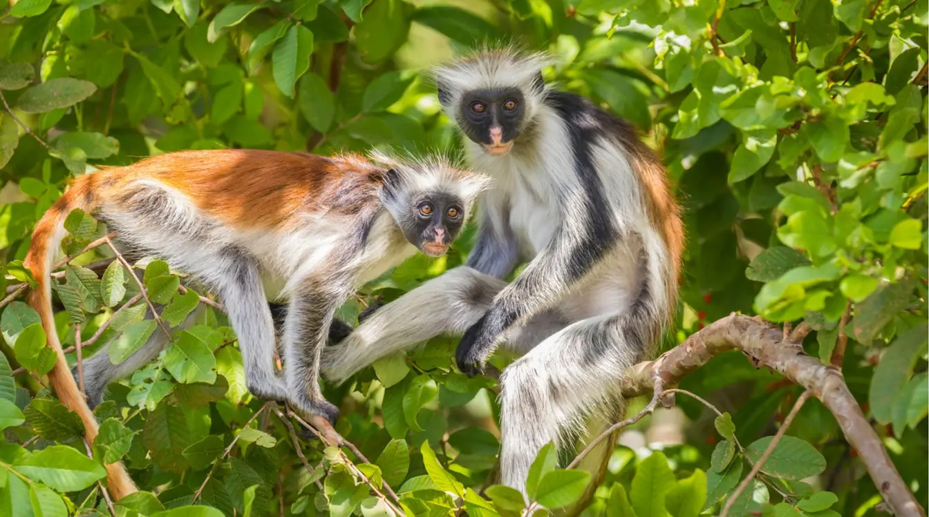 Colobe roux de Zanzibar dans la forêt de Jozani, espèce emblématique de l'archipel