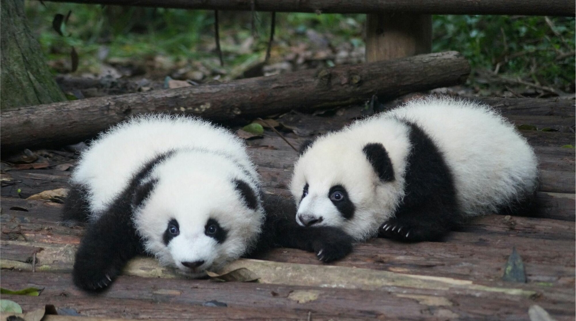 Chengdu Pandas