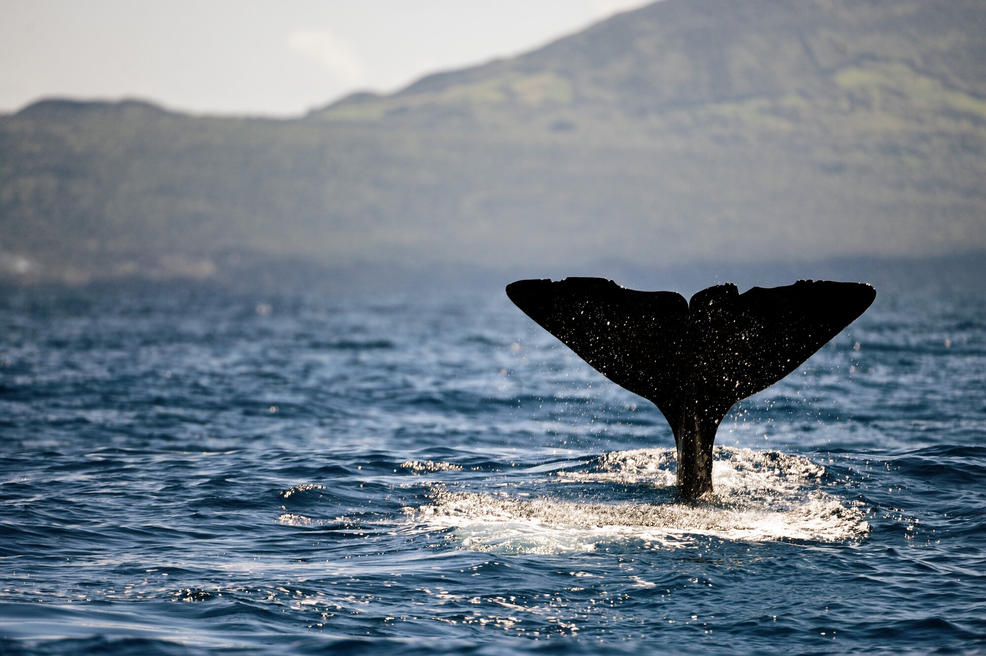 Whale in the Azores
