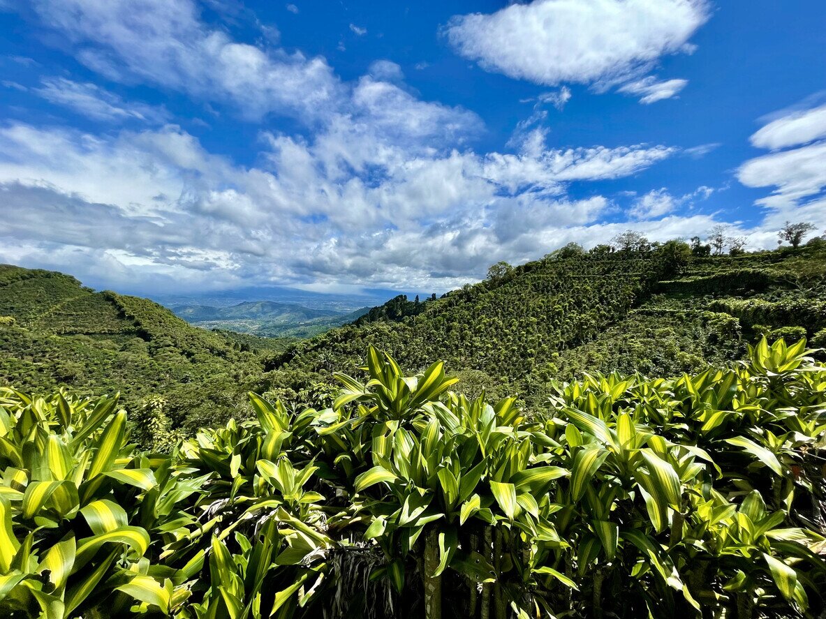 Coffee plants in Costa Rica