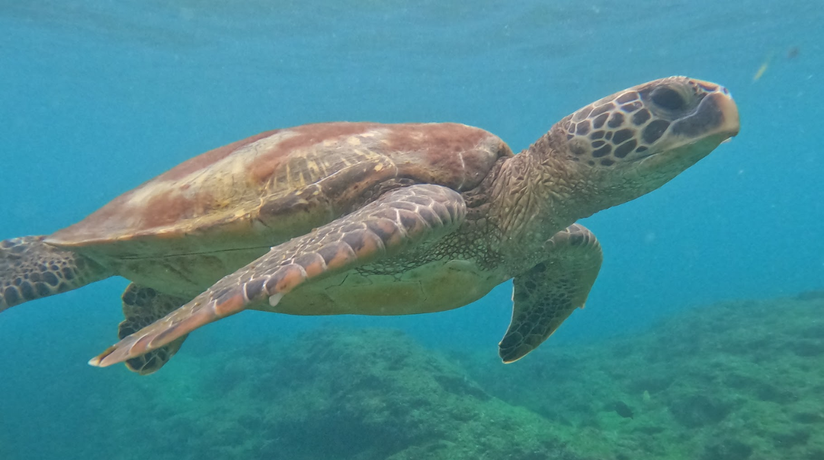 A turtle in the waters of Xiaoliuqiu
