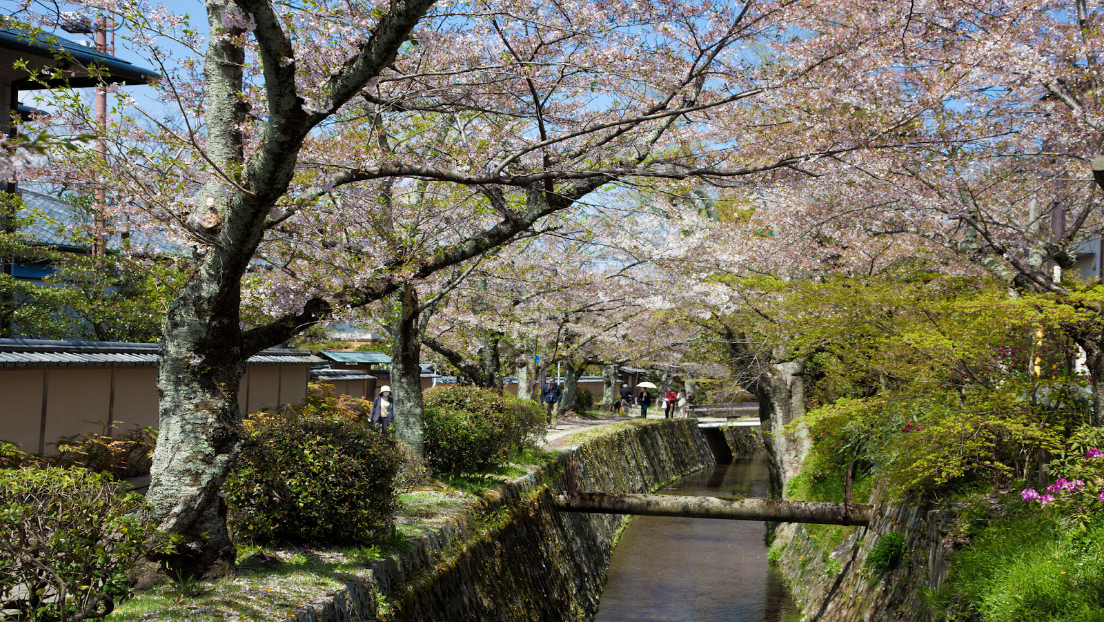 Cherry blossom trees lining the canal of Philosopher’s Path