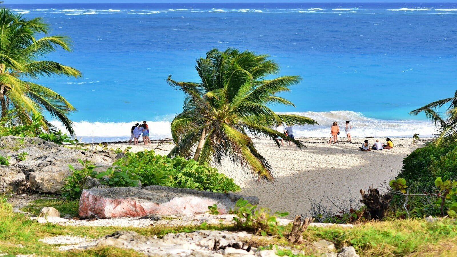 A beach with two palm trees and several people sitting and standing on the shore during day time