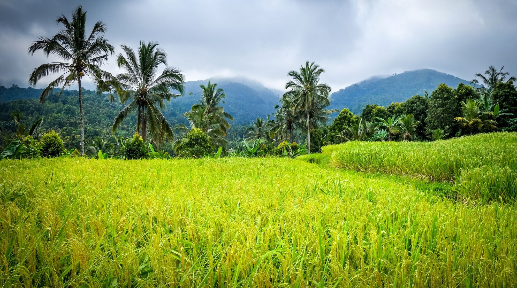 Munduk's picturesque nature is perfect for outdoor adventures.