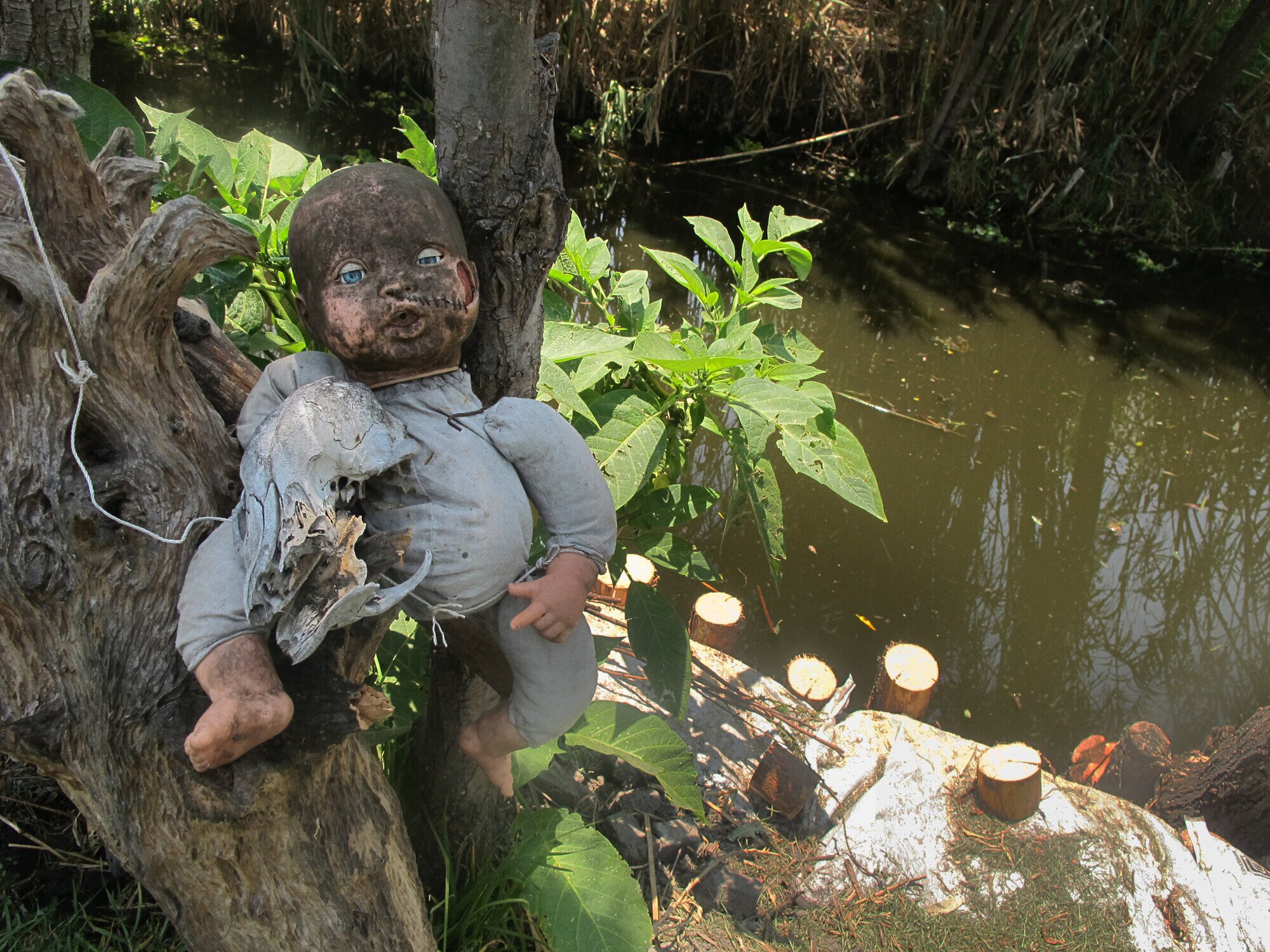 Dolls in Xochimilco's Island of the Dolls, one of the most haunted places in the world