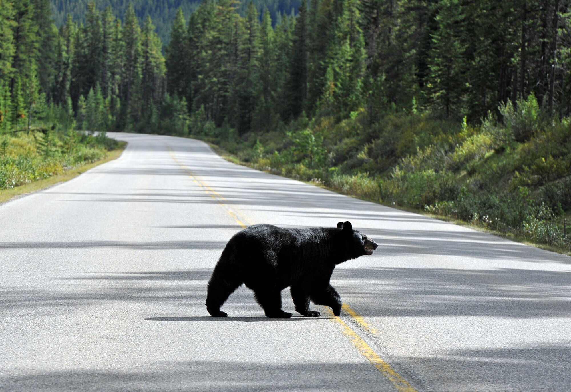 Black bear crossing a mountain road in Banff National Park