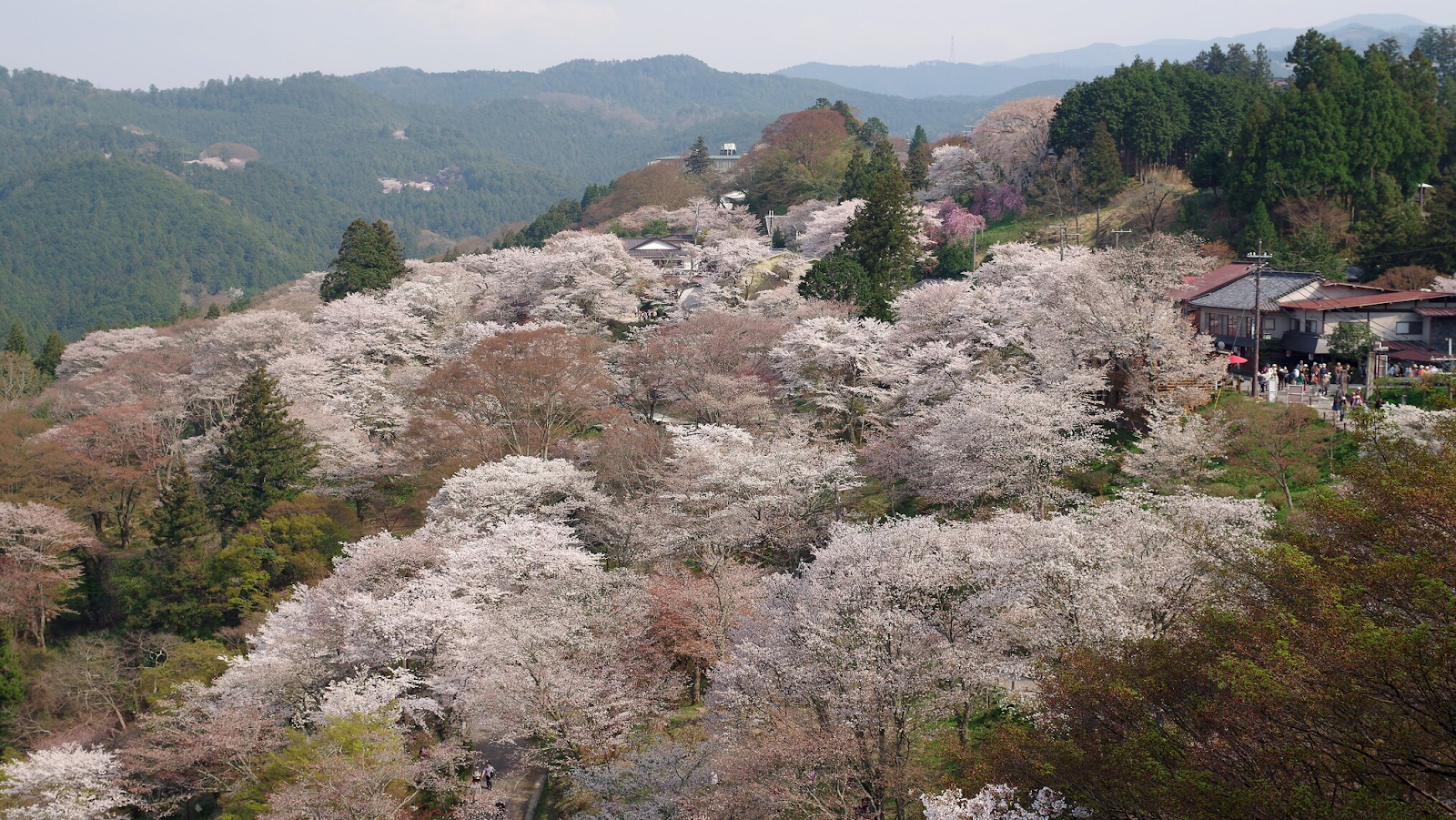 Aerial view of cherry blossom trees on Mt. Yoshino