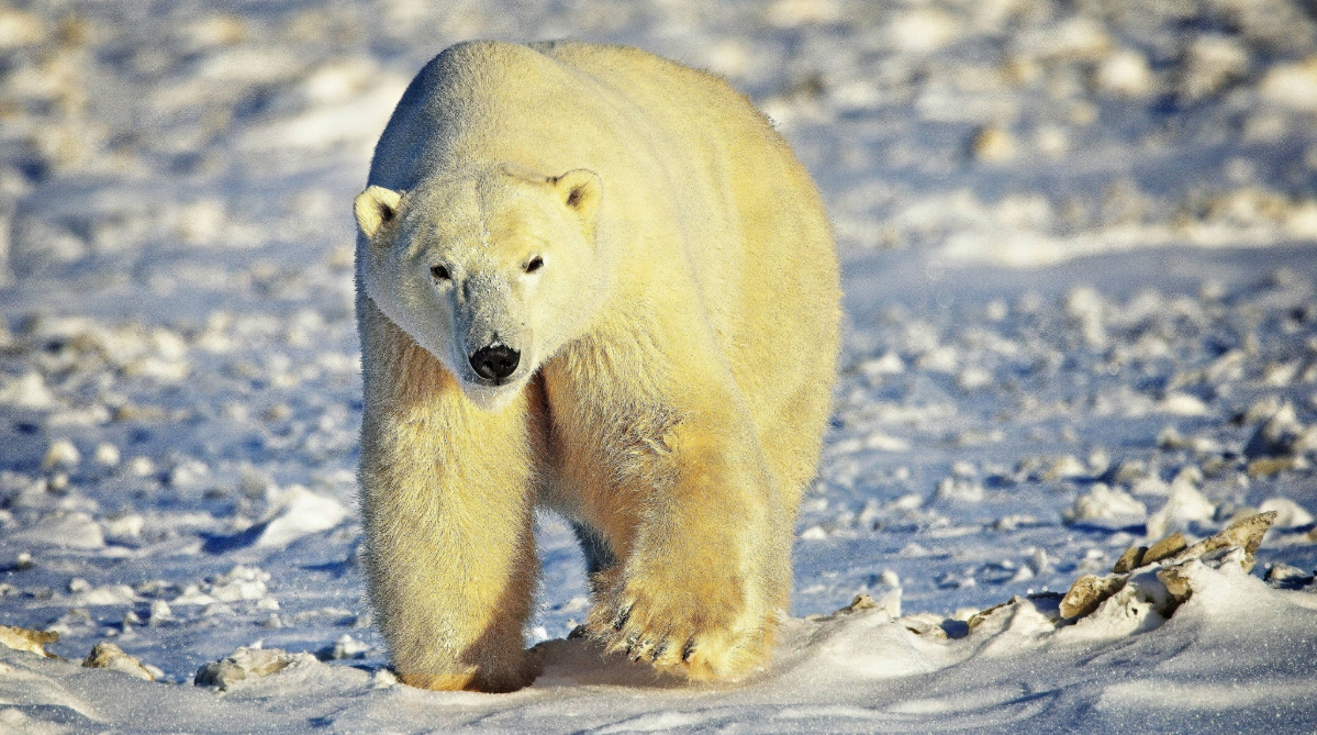 Urso polar em Churchill Manitoba