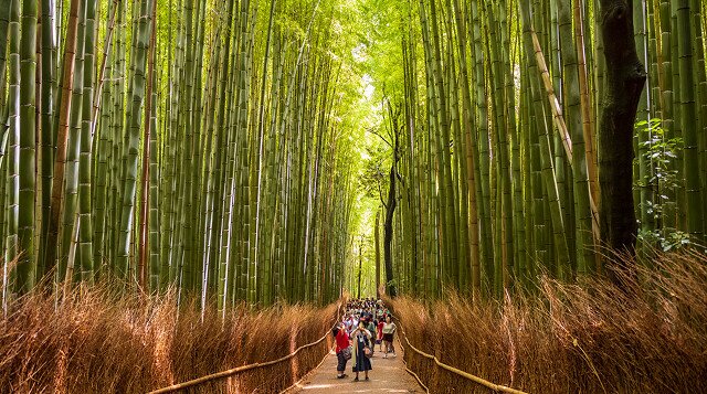 Partir au Japon en juin : bonne ou mauvaise idée ?
