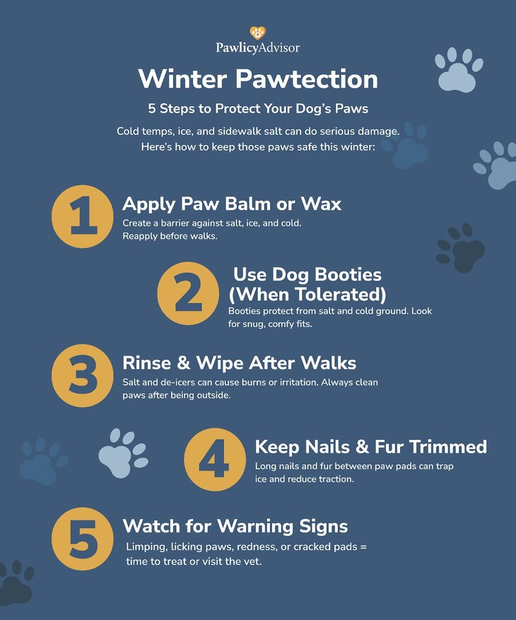 steps to protect your dog's paws infographics
