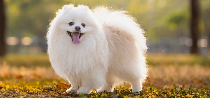 japanese spitz standing outdoors