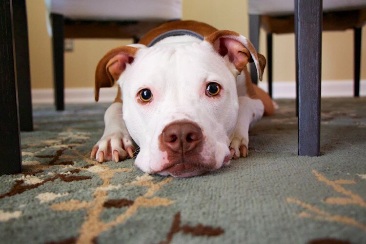 dog lying on the carpet