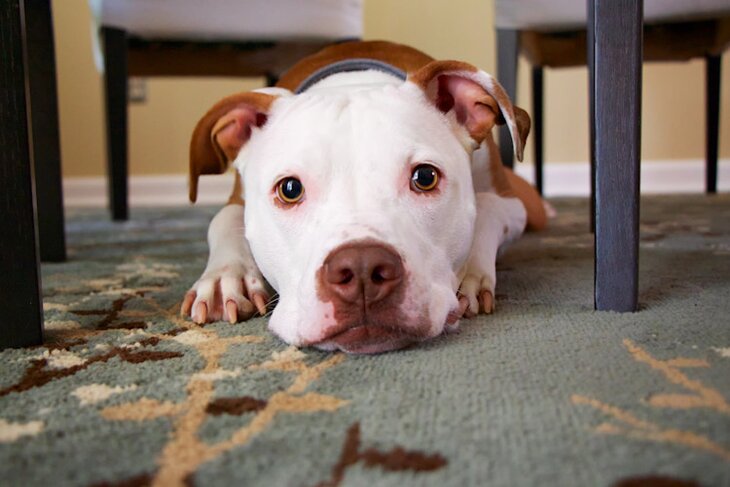 dog lying on the carpet