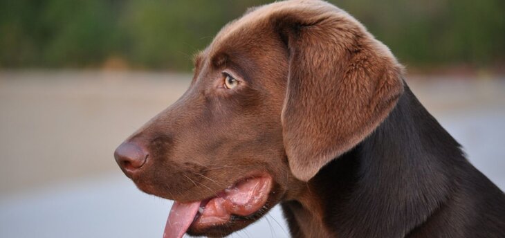 cool chocolate labrador retriever