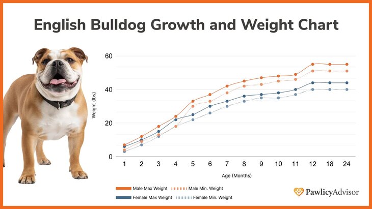 English Bulldog growth and weight chart comparing male and female over time