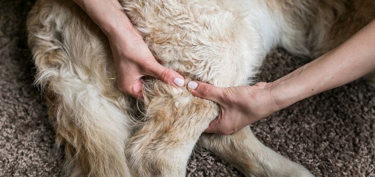 dog with arthritis gets massage therapy treatment