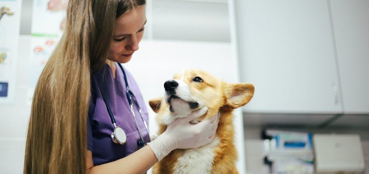 vet examines corgi dog