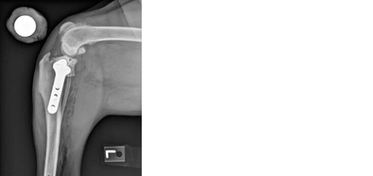 X-ray after TPLO procedure
