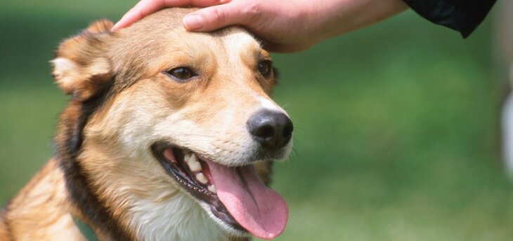 caring for a panting dog