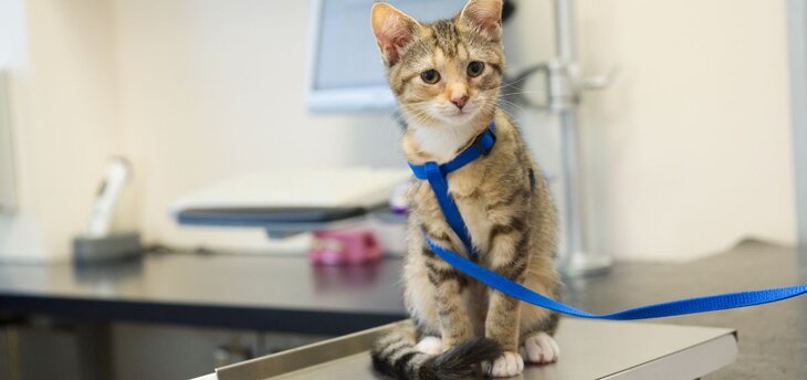 kitten on scale at vet