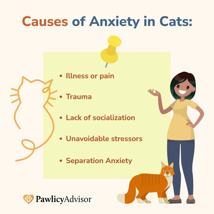 causes of anxiety in cats infographics