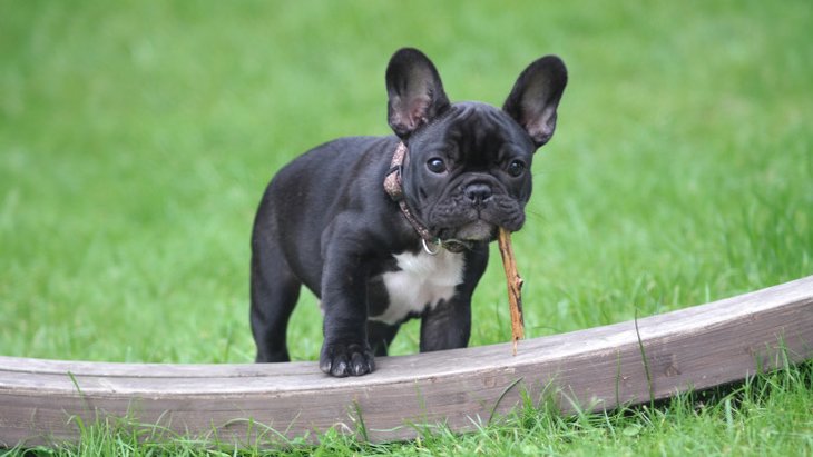 black and white french bulldog