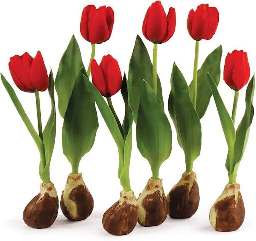 tulip bulbs