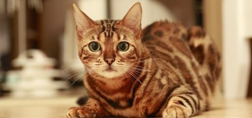 bengal cat markings