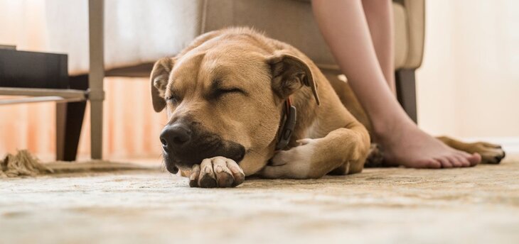 black mouth cur dog sleeping