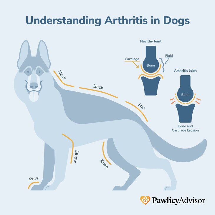 illustration of arthritis in dogs