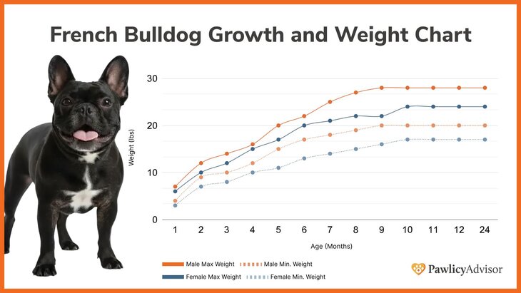 French Bulldog growth and weight chart comparing male and female over time