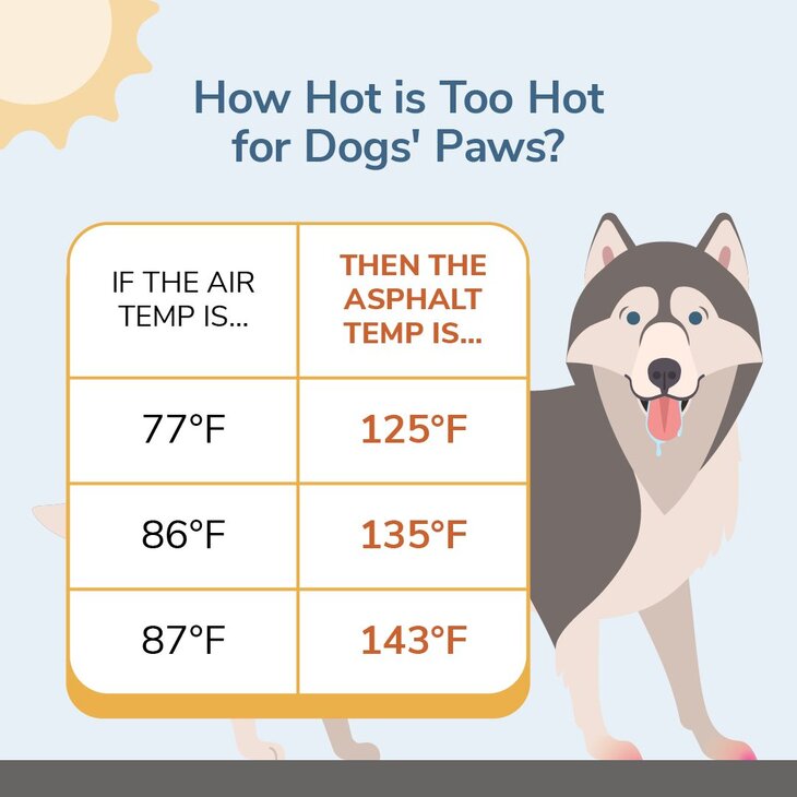 what temp pavement is too hot for dogs