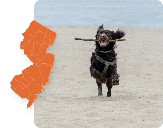 Black Flat-haired Retriever playing fetch at the beach in New Jersey with an overlay symbol of New Jersey state.