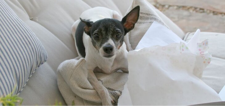 rat terrier lying down