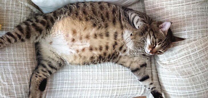 overweight cat on couch