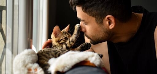 cute bengal kitten