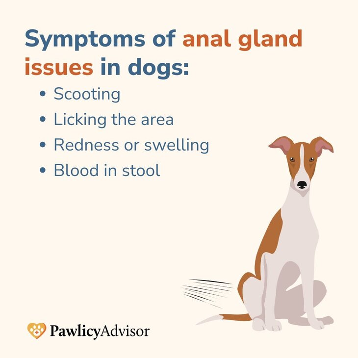 symptoms of anal gland issues in dogs