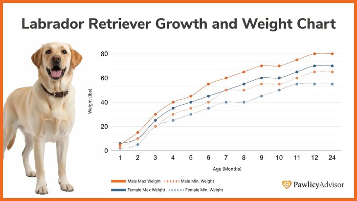 Labrador Retriever growth and weight chart comparing male and female over time
