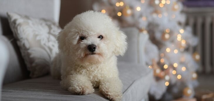 bichon frise on couch