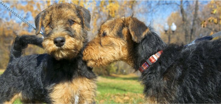 airedale puppies in the park