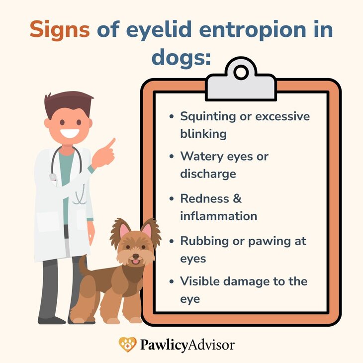sign of eyelid entropion in dogs