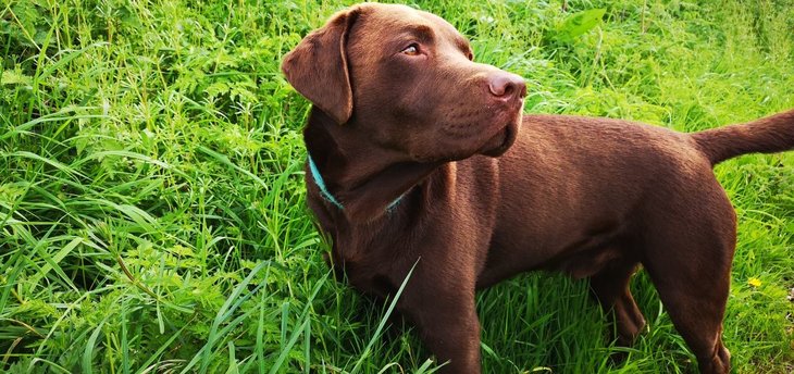 chocolate lab