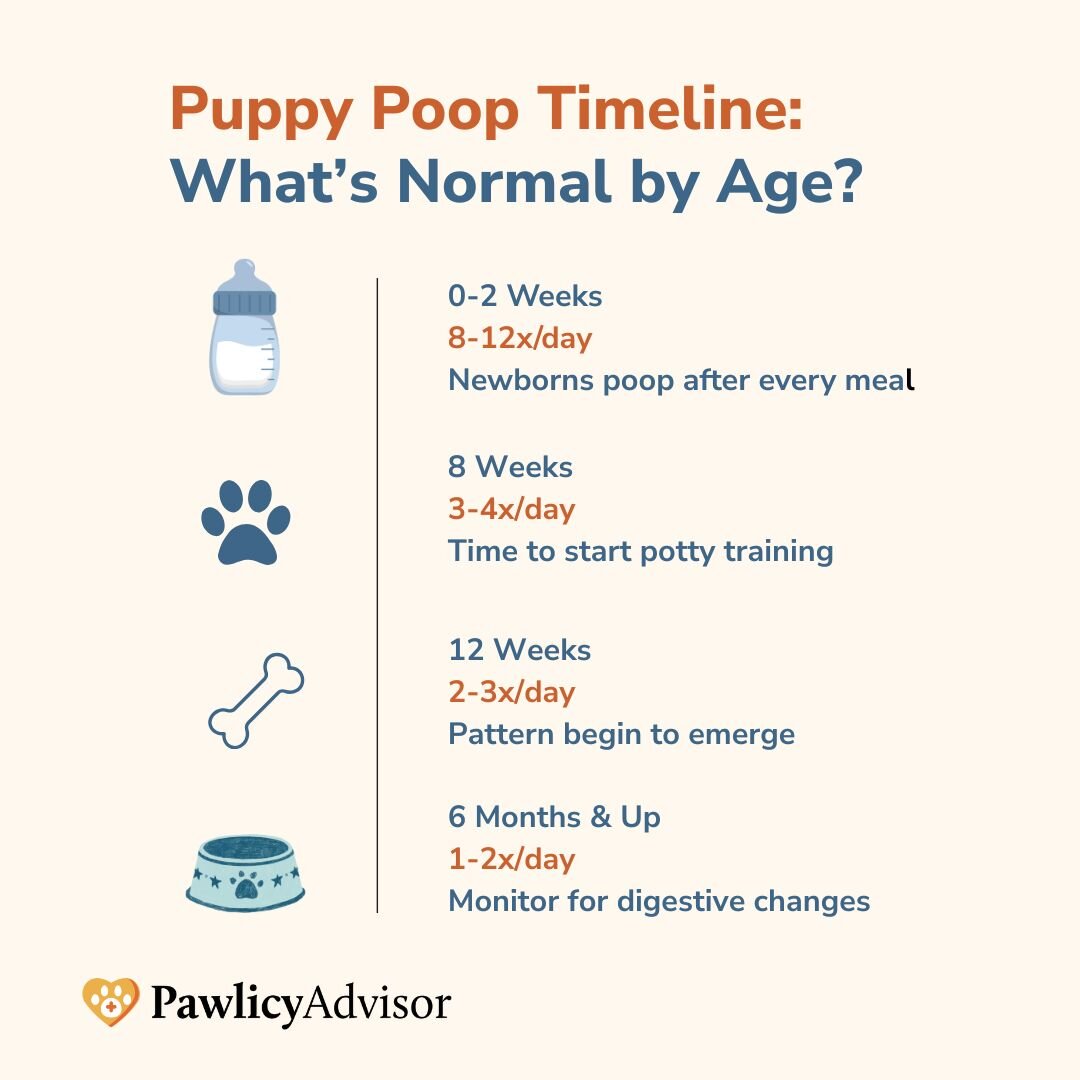 puppy poop timeline by age infographics